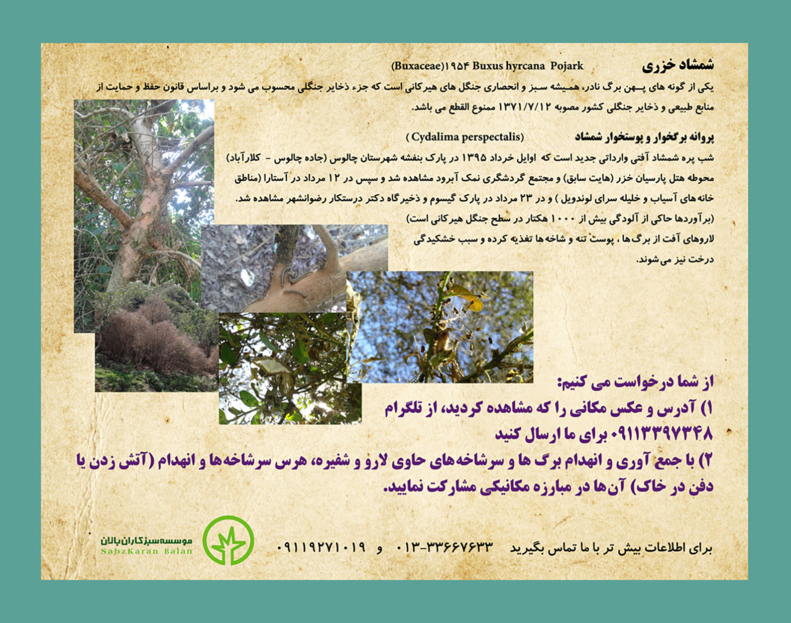 شب پره شمشاد